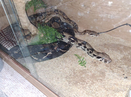 2 large boas for rehoming