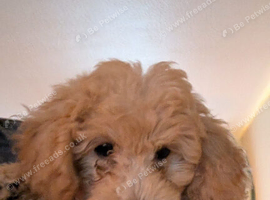 3male poochon puppies