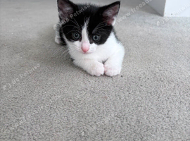 Kittens
