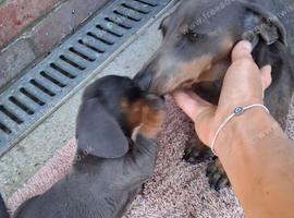 Miniature Dachshund