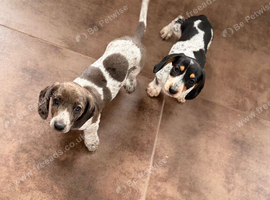 Isabella dachshunds