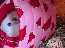 Two guinea pigs to rehome brother