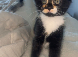 1 gorgeous female kitten