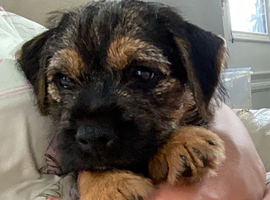 male border terrier puppy