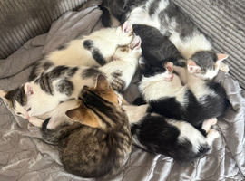 Kittens