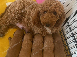 Stunning Red Minature Poodle Girl