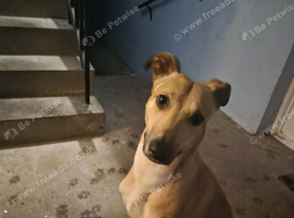 Rehome pet