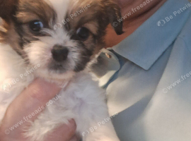 Shit-tzu puppies, &pound;700 each