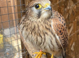 Kestrel. 4 months old. Hand reared/cr&egrave;che reared