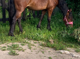 Registered Welsh filly to make 15hh