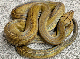 Sunfire Goldenchild