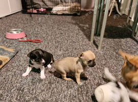 Chihuahuas ready soon