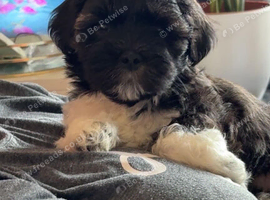 Lhasa Apso puppies for sale