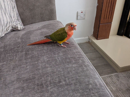 Lovely 1 year conure