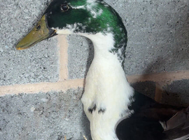 Make Indian Runner Duck