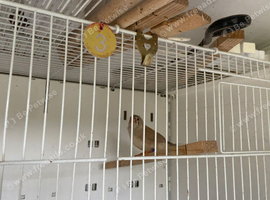Zebra finches