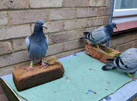 Racing Pigeon