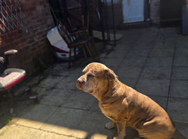 Loving forever home needed for 4 yr old female neopolitan/cane corsa mastiff