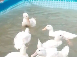 Peking duck white