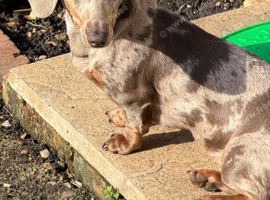 Miniature dachshund puppy