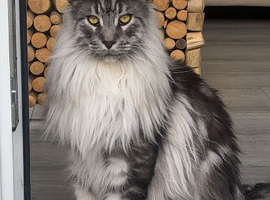 Male mainecoon