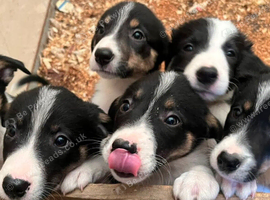 Ready*Bundles of Joy!*Ready