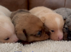Dachshund x Pomeranian (Pomerweenie)