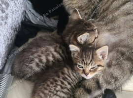Tabby girl's