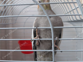 Bird and cage.