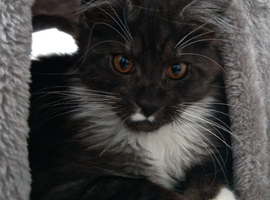 Maine Coon kitten 4 months old