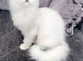 Beautiful kitten