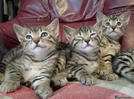 Bengal Kittens: Princess, Hunter & Friend