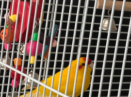 Kakariki