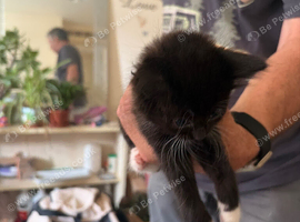 Kittens for home