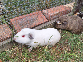 3 male guinea pigs looking for new homes
