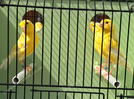 Proven German rollers hens