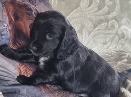 Kc registered cocker pups