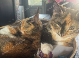 2 kittens 4 months old