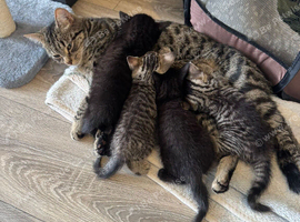 X4 Britishshorthair x Tabby Kittens