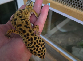 Stunning female