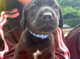 Puppies for sale