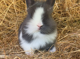 Baby Blue and white Lionhead Doe