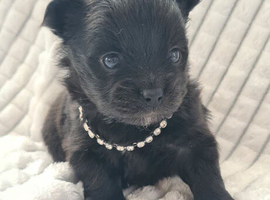 Pomchi Girls