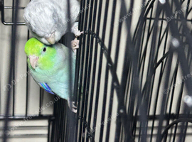 Baby parrotlets Glasgow