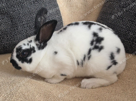 Mini rex does