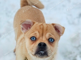 Pomsky, lovely dog sad sale