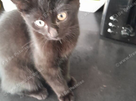 1 Kitten Mischievous little boy Left!