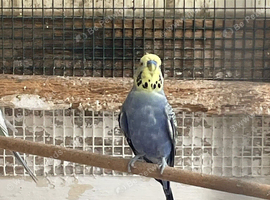 Budgies for sale