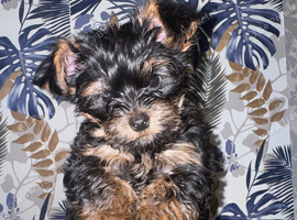 Yorkshire Terrier
