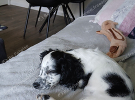 F2 cockapoo